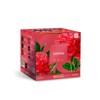 Пионы Салют купить в Закаменске | zakamensk.salutsklad.ru